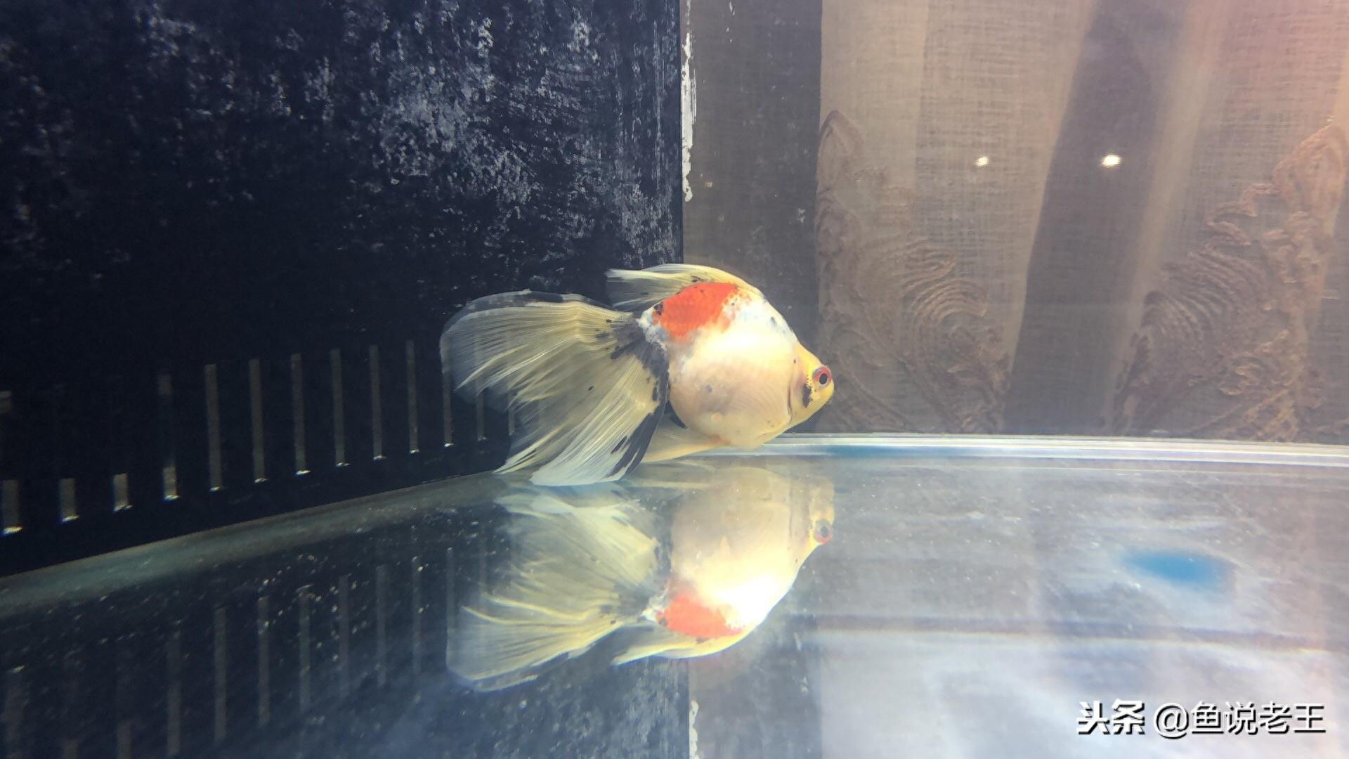 天气转冷，金鱼感冒隐患暴露！最有效的应对措施竟然是这个！(图3)