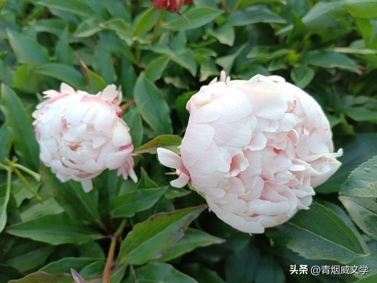 母亲节忆母亲（诗词十首）(图1)