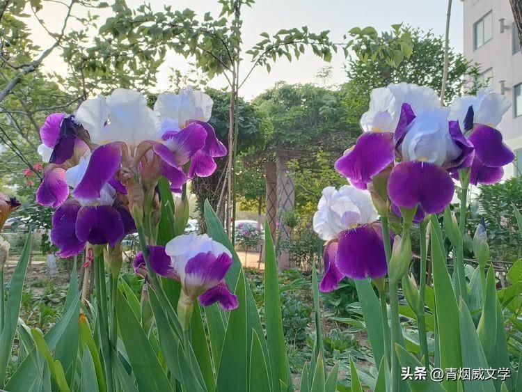 母亲节忆母亲（诗词十首）(图3)