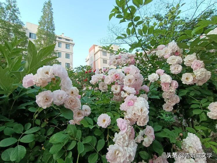 母亲节忆母亲（诗词十首）(图4)