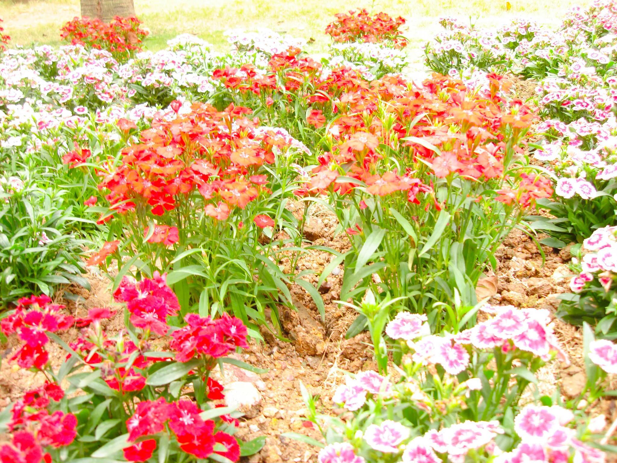 生活除了柴米油盐，还有风花雪月—写在结婚23周年纪念日(图2)