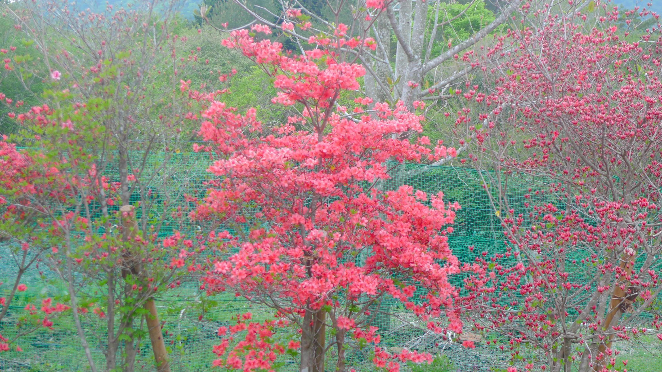 生活除了柴米油盐，还有风花雪月—写在结婚23周年纪念日(图3)