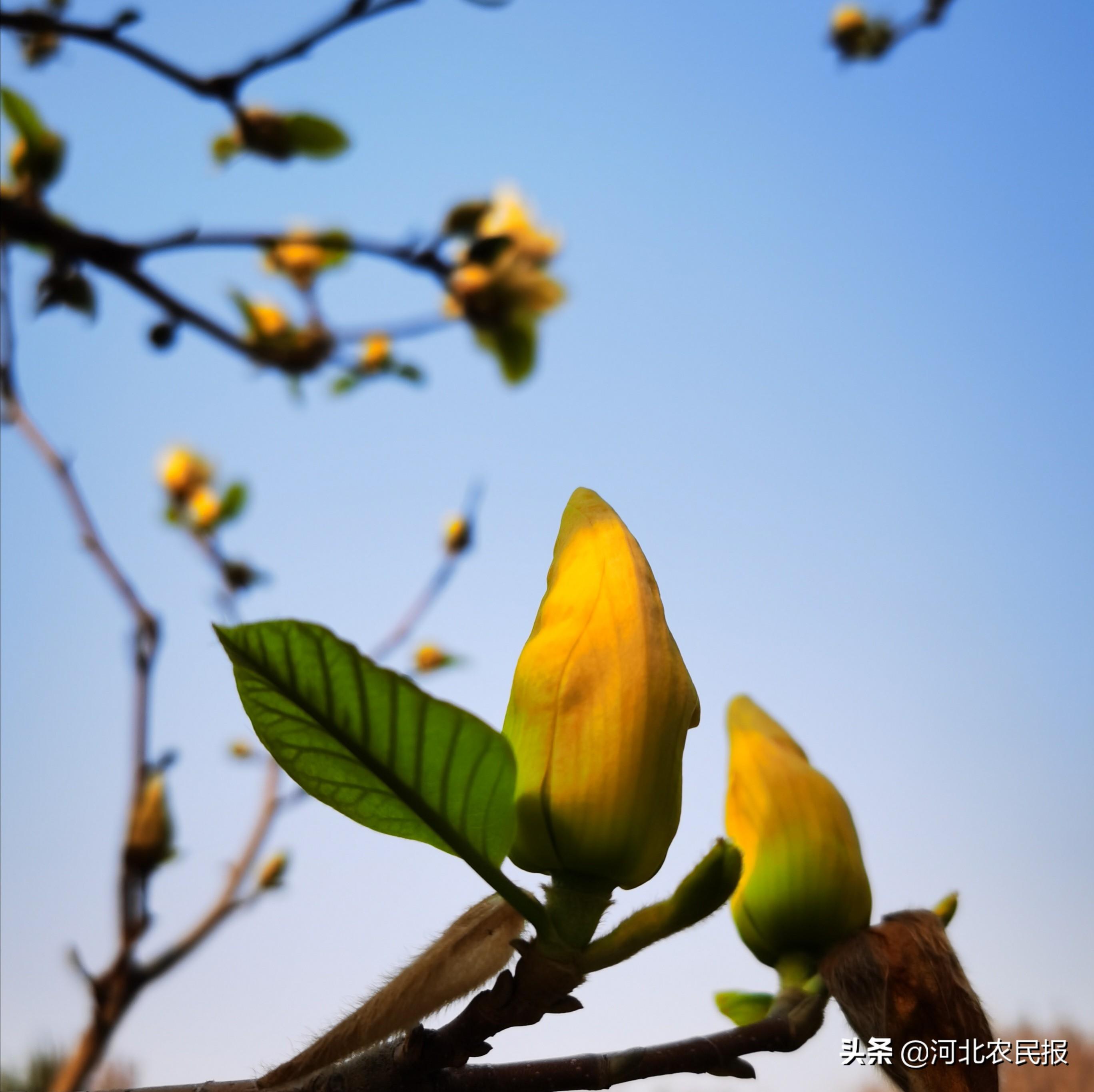 春来野菜鲜(图2)