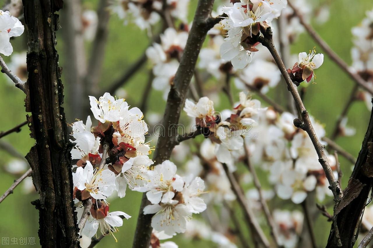 写给我远方的爱人：痴念一生，相思一世，只为你(图1)