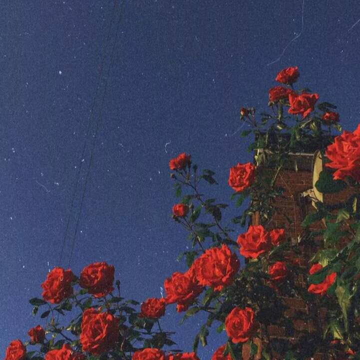 15句表白文案：今晚夜色真美，看完又相信爱情了(图1)