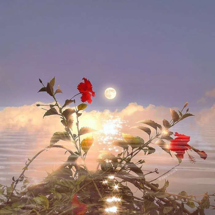 15句表白文案：今晚夜色真美，看完又相信爱情了(图3)