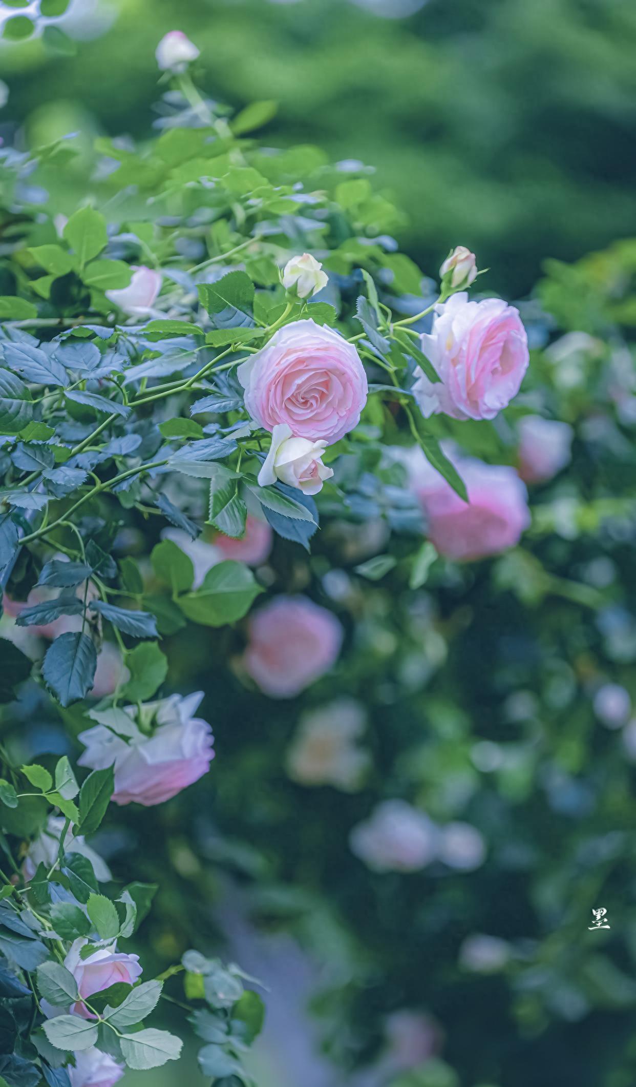 宋词中最相思的一场秋雨，一下就是1000年，落在每一个离人的心上(图3)