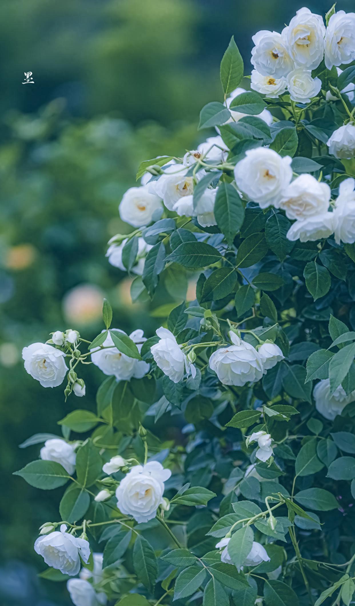 宋词中最相思的一场秋雨，一下就是1000年，落在每一个离人的心上(图4)