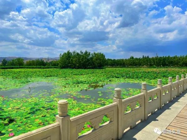 水面清圆风荷举 幽池菡萏绿色浓(图2)