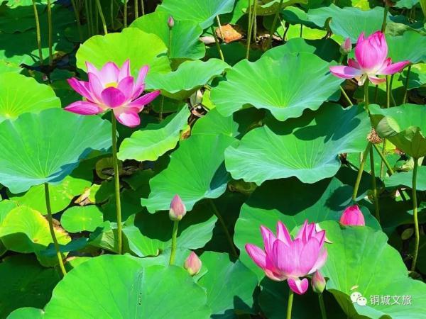 水面清圆风荷举 幽池菡萏绿色浓(图4)