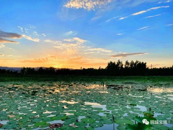 水面清圆风荷举 幽池菡萏绿色浓(图6)