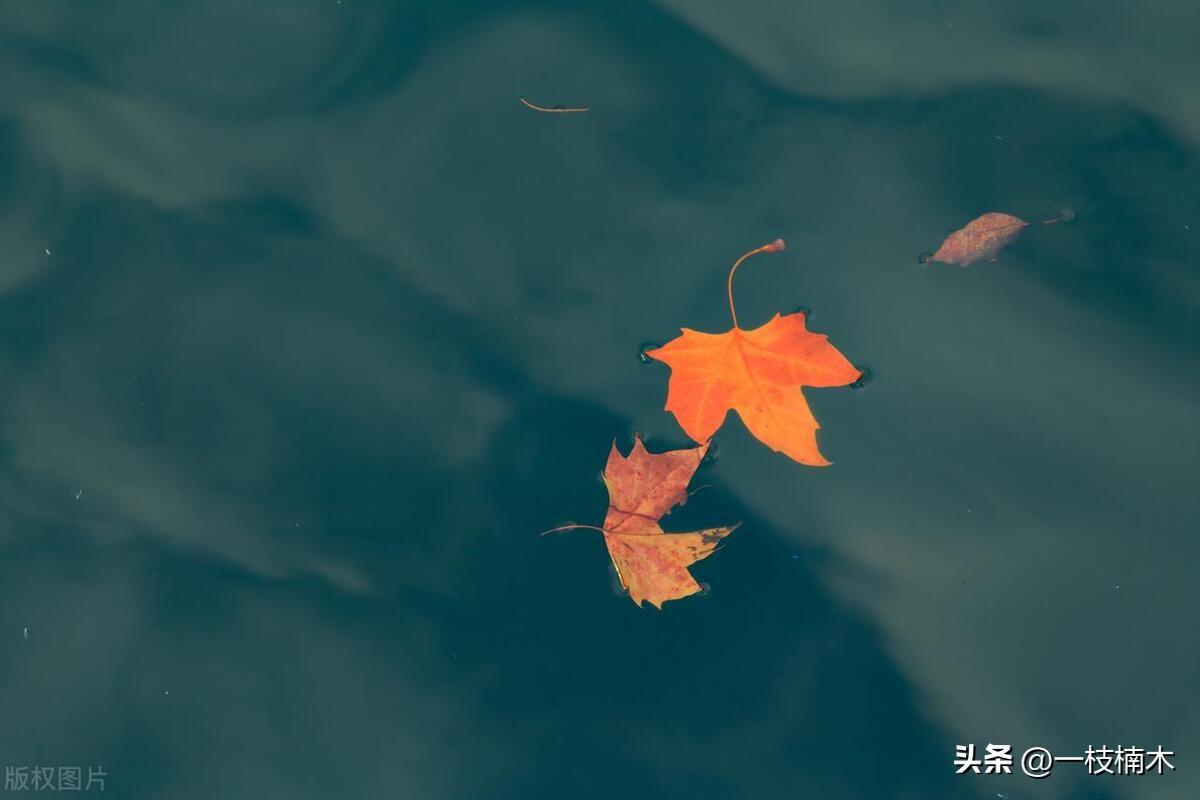 18句深情的句子，适合表达爱意（原创）(图3)