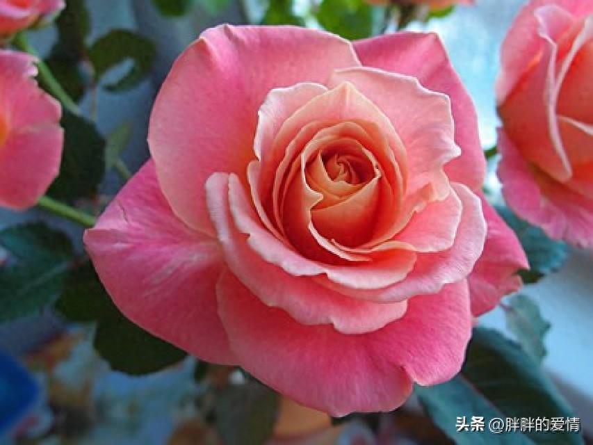 学会释怀,就是放过自己;人活着,发自己的光就好,不要吹灭别人的灯(图1)