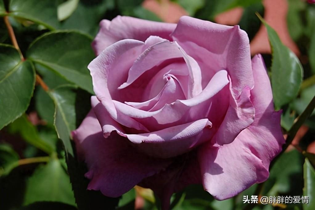 学会释怀,就是放过自己;人活着,发自己的光就好,不要吹灭别人的灯(图4)