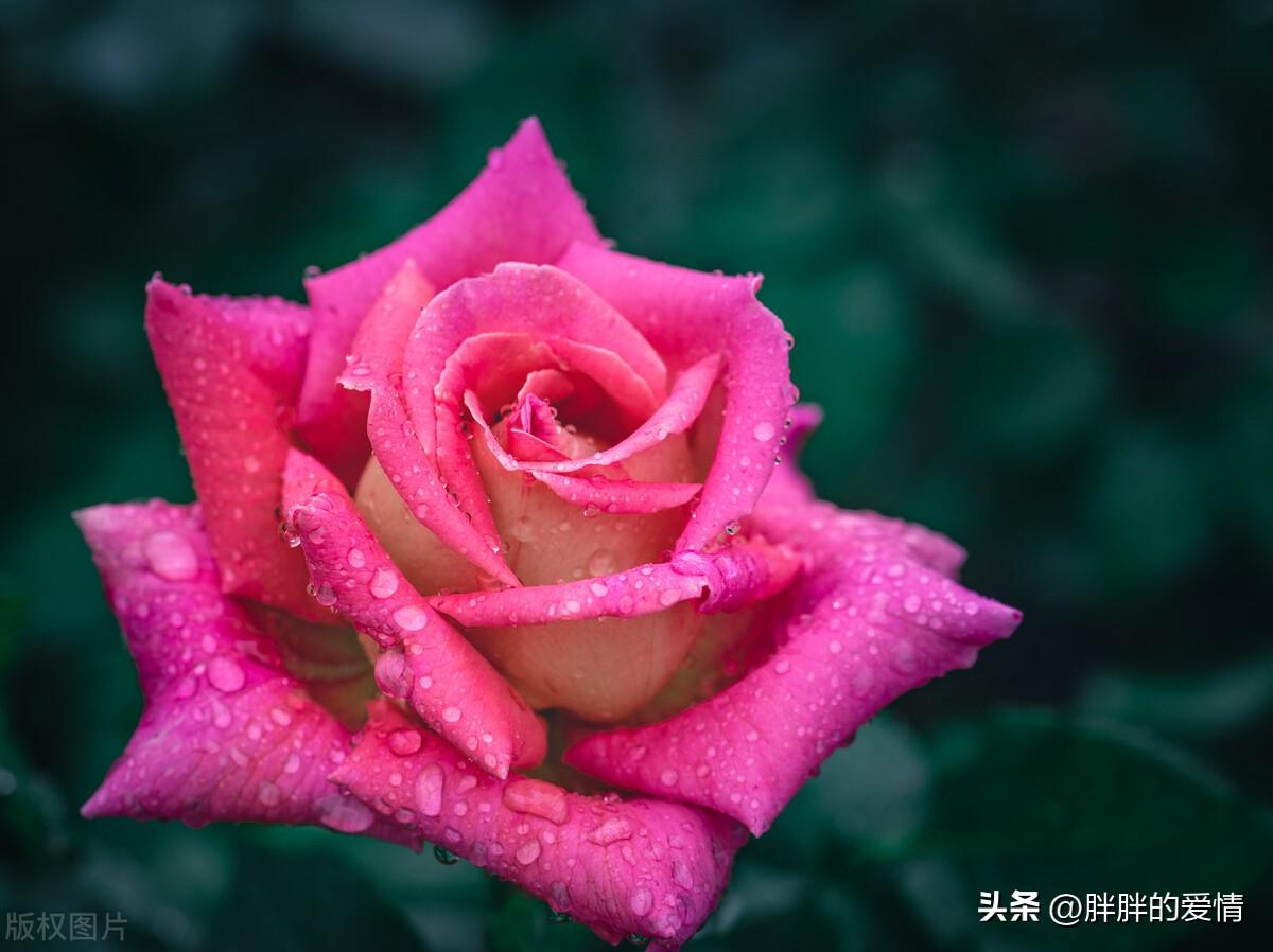 学会释怀,就是放过自己;人活着,发自己的光就好,不要吹灭别人的灯(图5)