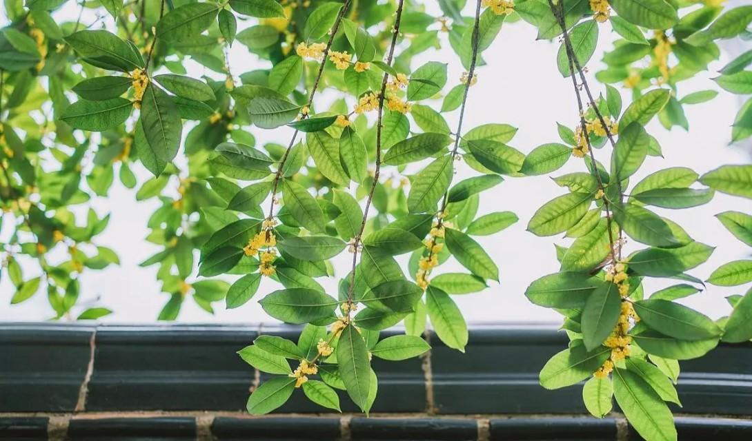 我爱你，是一场不理智的放逐(图4)