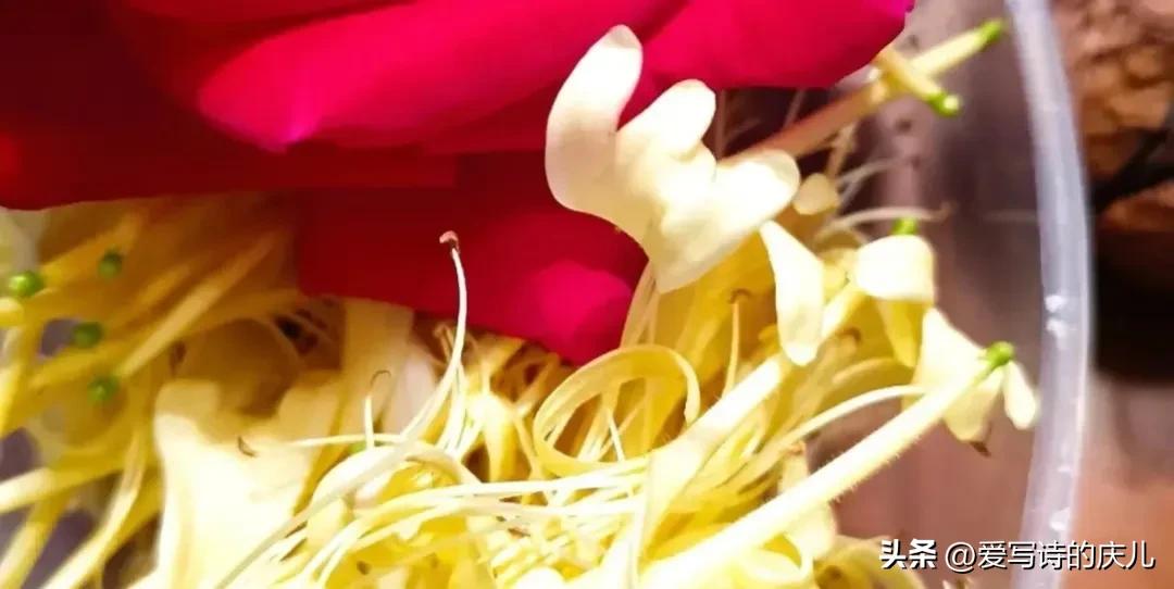 庆儿诗歌~逃离一座城,放逐一颗心(图6)