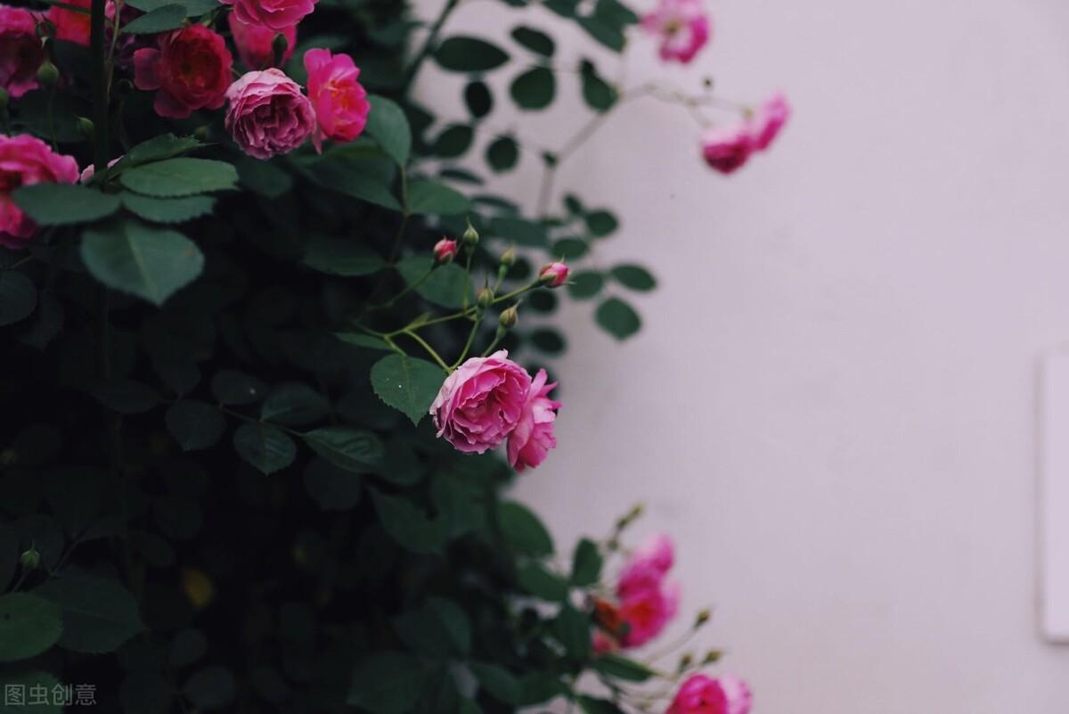 想你，成了一种习惯，天天想念，夜夜梦见(图2)