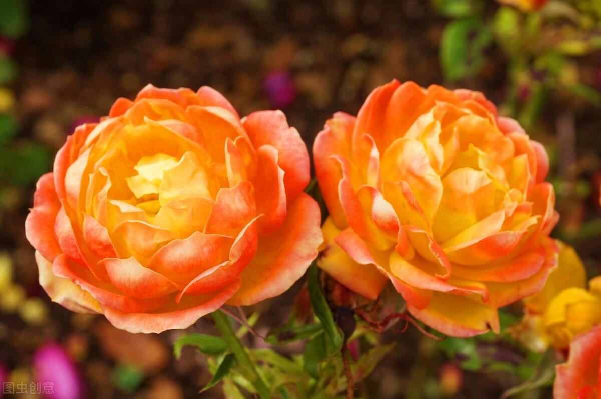 想你，成了一种习惯，天天想念，夜夜梦见(图3)