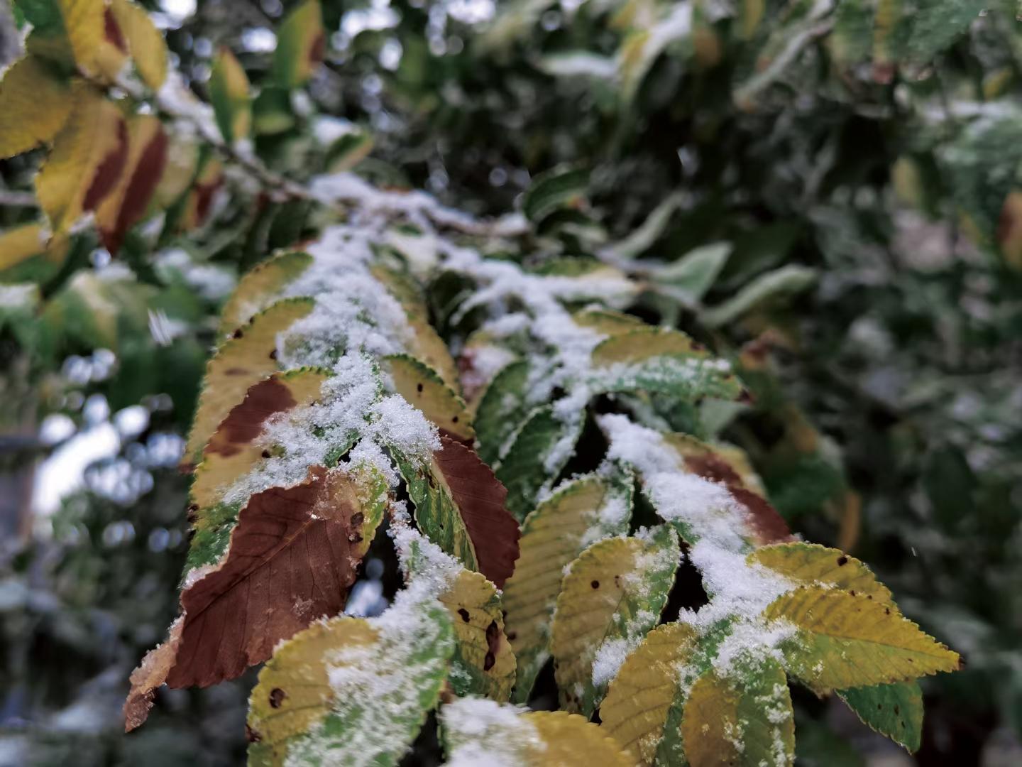 送你深秋的一場雪，贈你一個浪漫的烏魯木齊(图7)