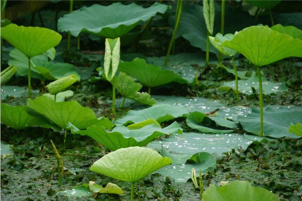 江苏「秋」色大赏(图3)