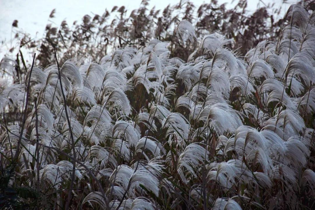 江苏「秋」色大赏(图5)