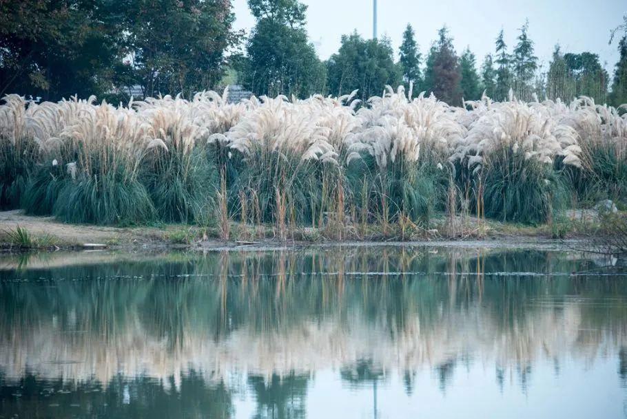 江苏「秋」色大赏(图6)