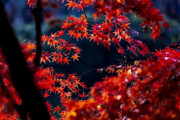 江苏「秋」色大赏(图17)