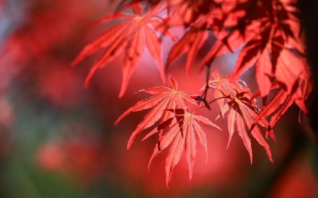 江苏「秋」色大赏(图18)