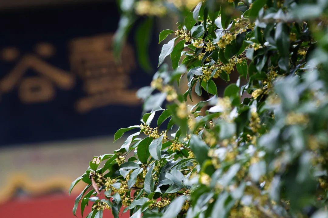 江苏「秋」色大赏(图19)