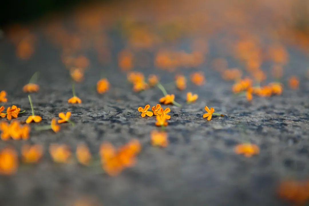 江苏「秋」色大赏(图20)