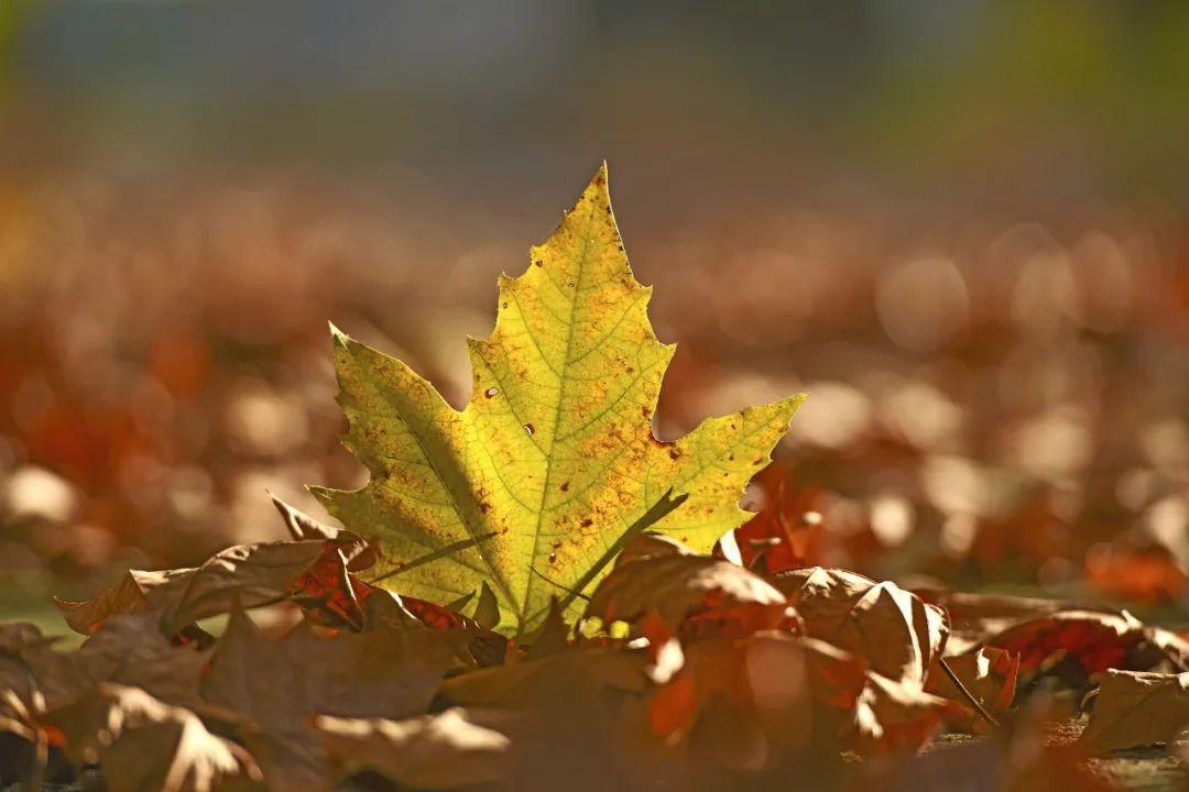 江苏「秋」色大赏(图22)