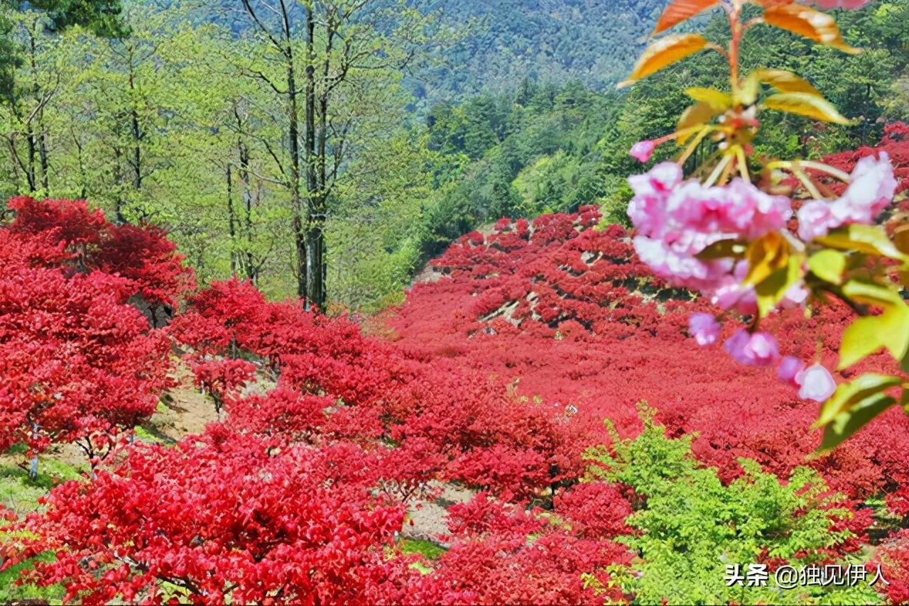 河南洛阳惊现降雪 老君山上雪花飞扬 唐代诗人刘禹锡早已赋诗一首(图1)