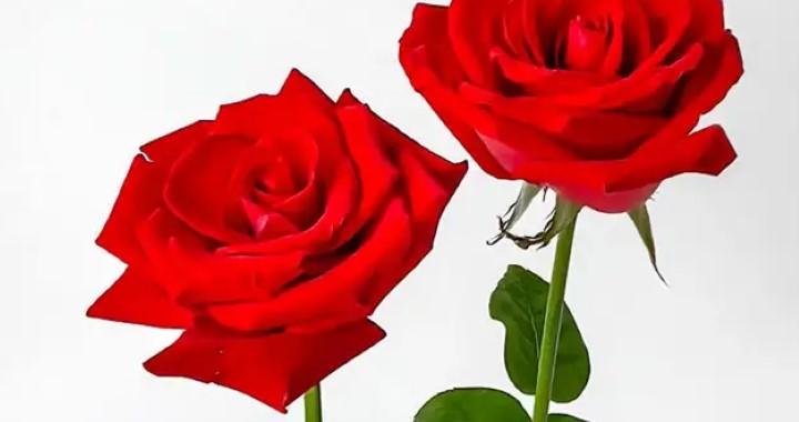 励志情感文案：人生没有捷径可走，唯有脚踏实地(图1)