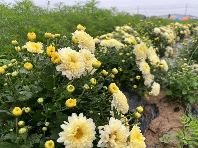 读创诵读(诗歌)||秋日组诗（作者:程华）(图2)