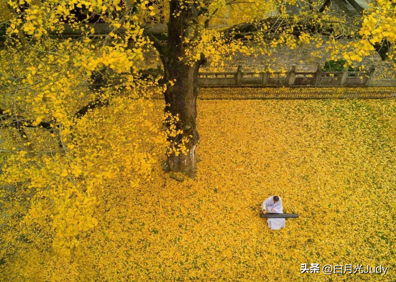 银杏树叶——讲述着秋天的童话(图1)