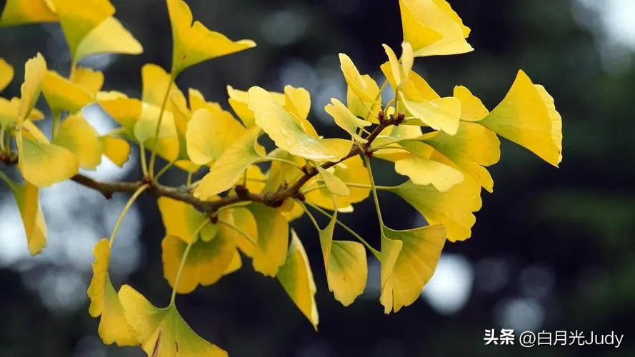 银杏树叶——讲述着秋天的童话(图2)