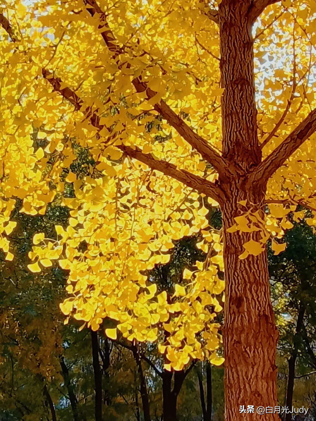 银杏树叶——讲述着秋天的童话(图3)