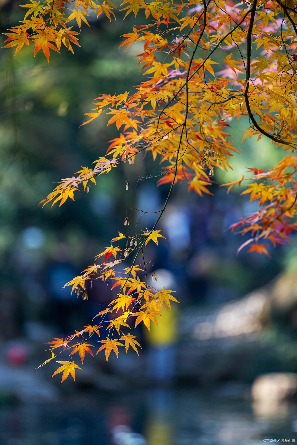 人间最美是清秋，在古诗词里，遇见最美的秋天(图1)