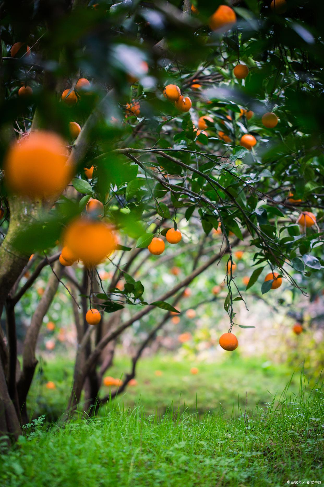 人间最美是清秋，在古诗词里，遇见最美的秋天(图4)
