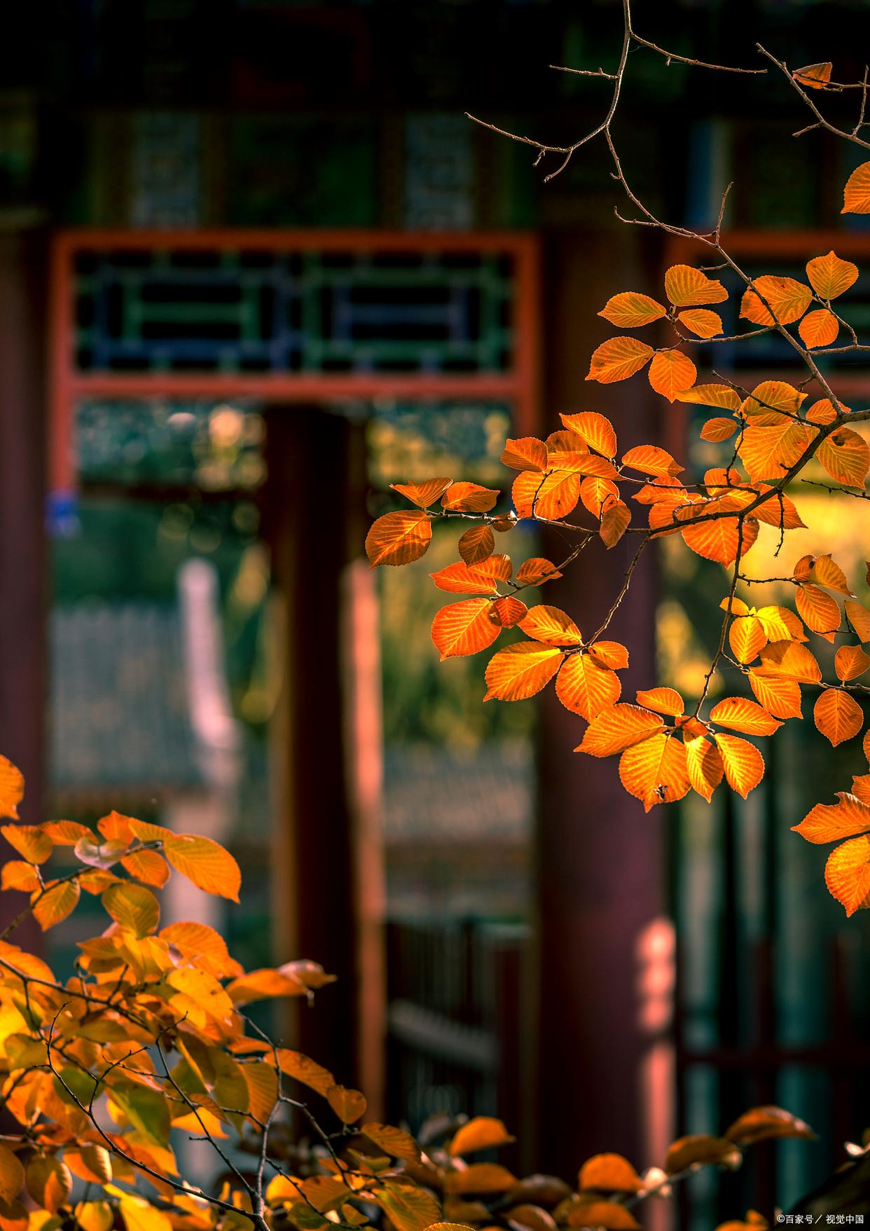 人间最美是清秋，在古诗词里，遇见最美的秋天(图5)