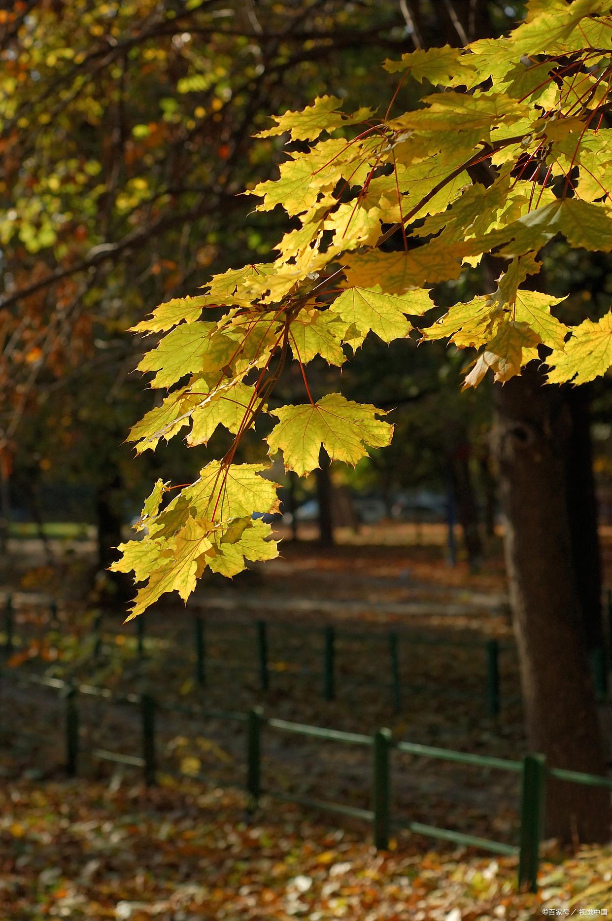 人间最美是清秋，在古诗词里，遇见最美的秋天(图6)