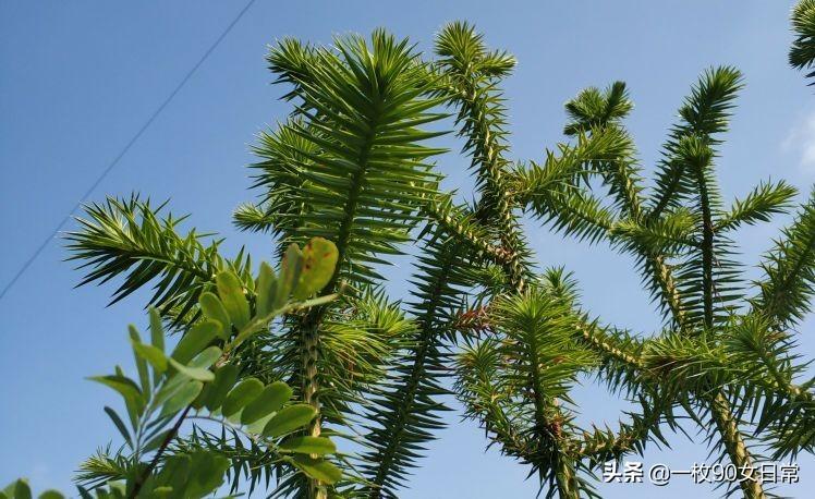 隐藏自卑，伪装坚强(图2)