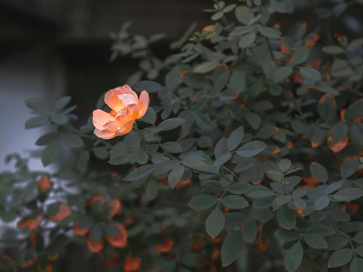 红尘如梦，千山过尽，愿秋风起时，你安好，我亦无恙(图1)