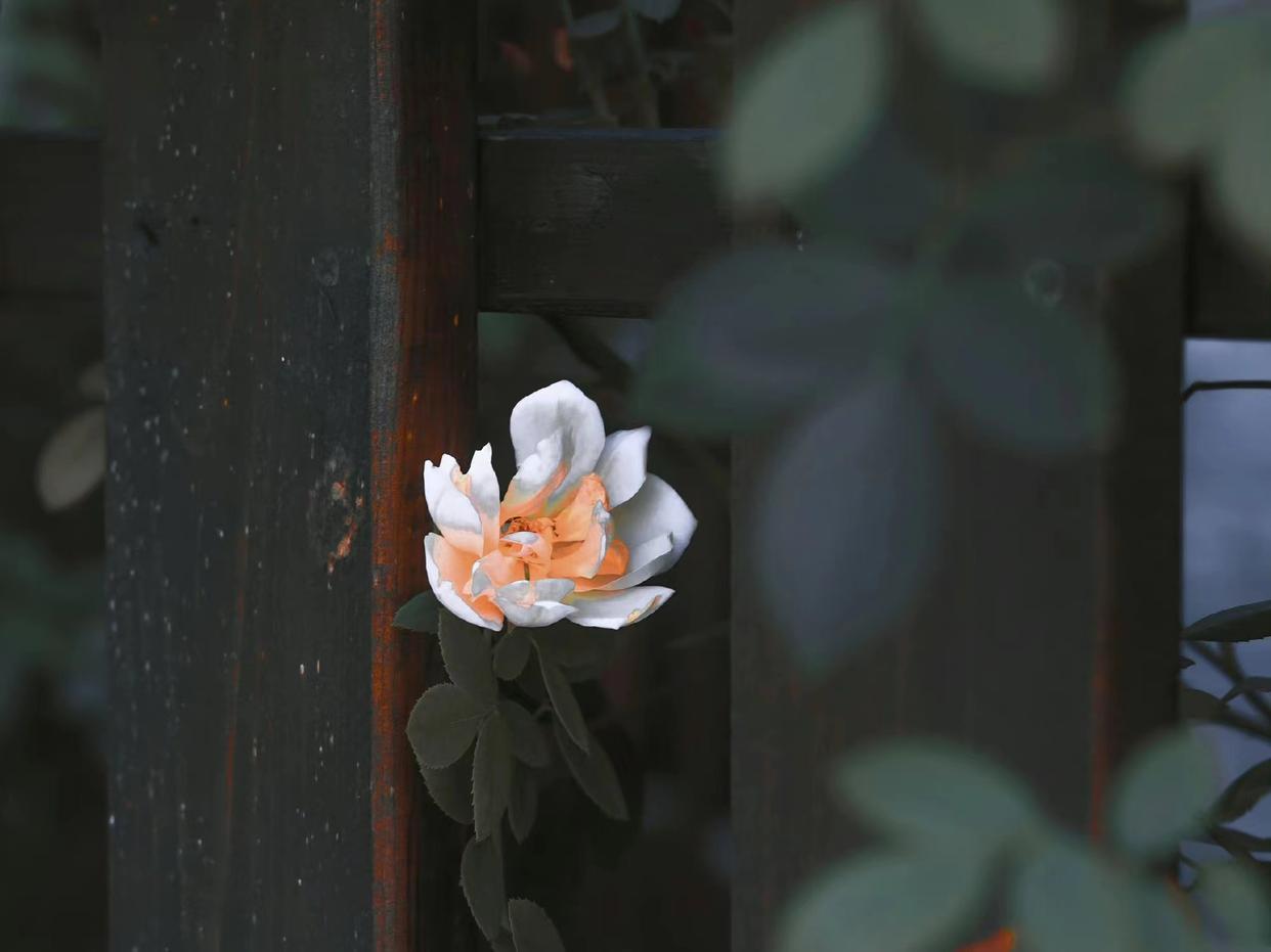 红尘如梦，千山过尽，愿秋风起时，你安好，我亦无恙(图2)