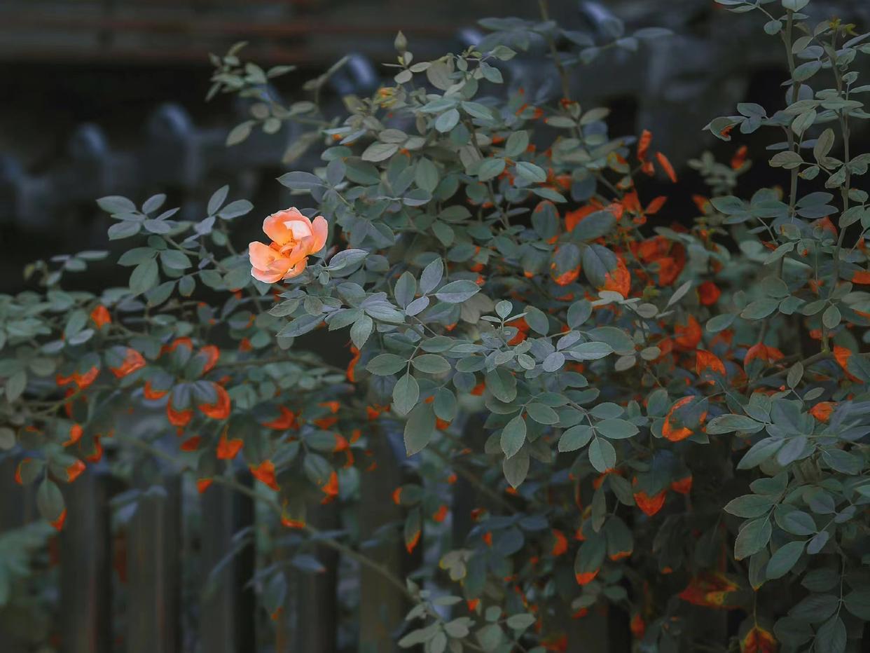 红尘如梦，千山过尽，愿秋风起时，你安好，我亦无恙(图3)