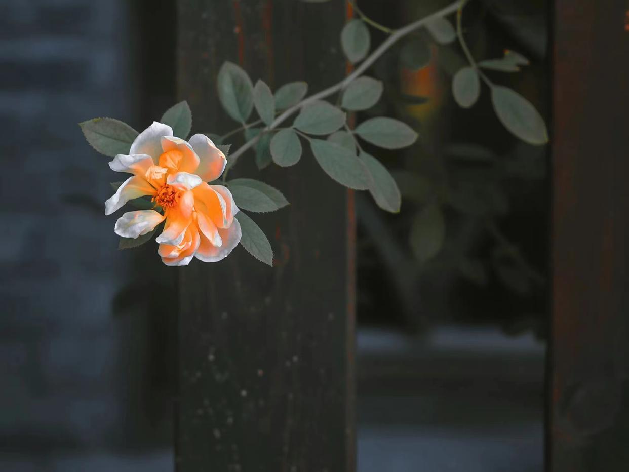 红尘如梦，千山过尽，愿秋风起时，你安好，我亦无恙(图4)