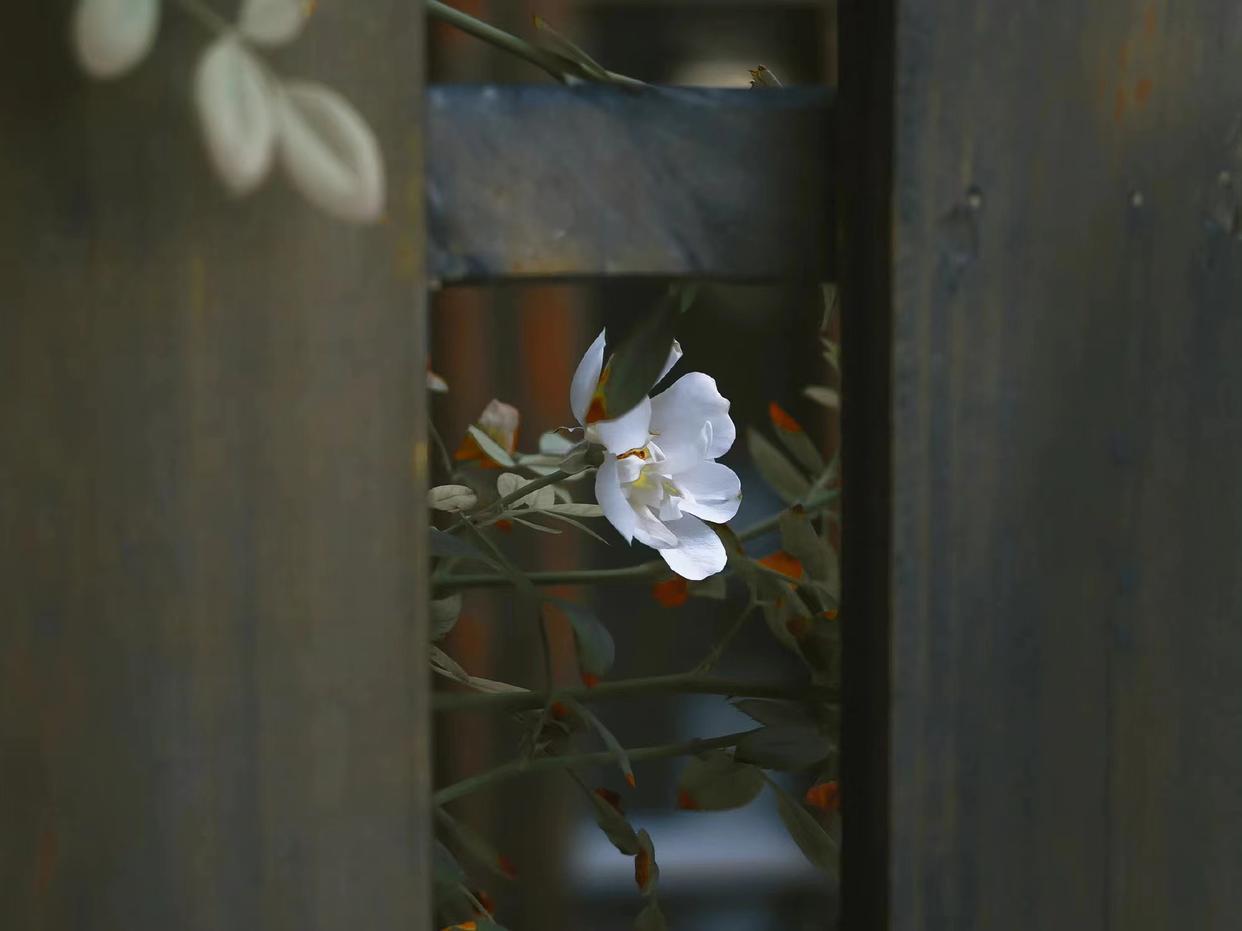 红尘如梦，千山过尽，愿秋风起时，你安好，我亦无恙(图5)