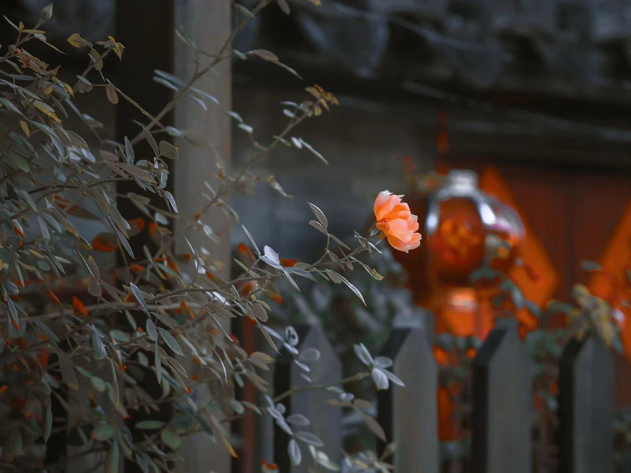 红尘如梦，千山过尽，愿秋风起时，你安好，我亦无恙(图6)