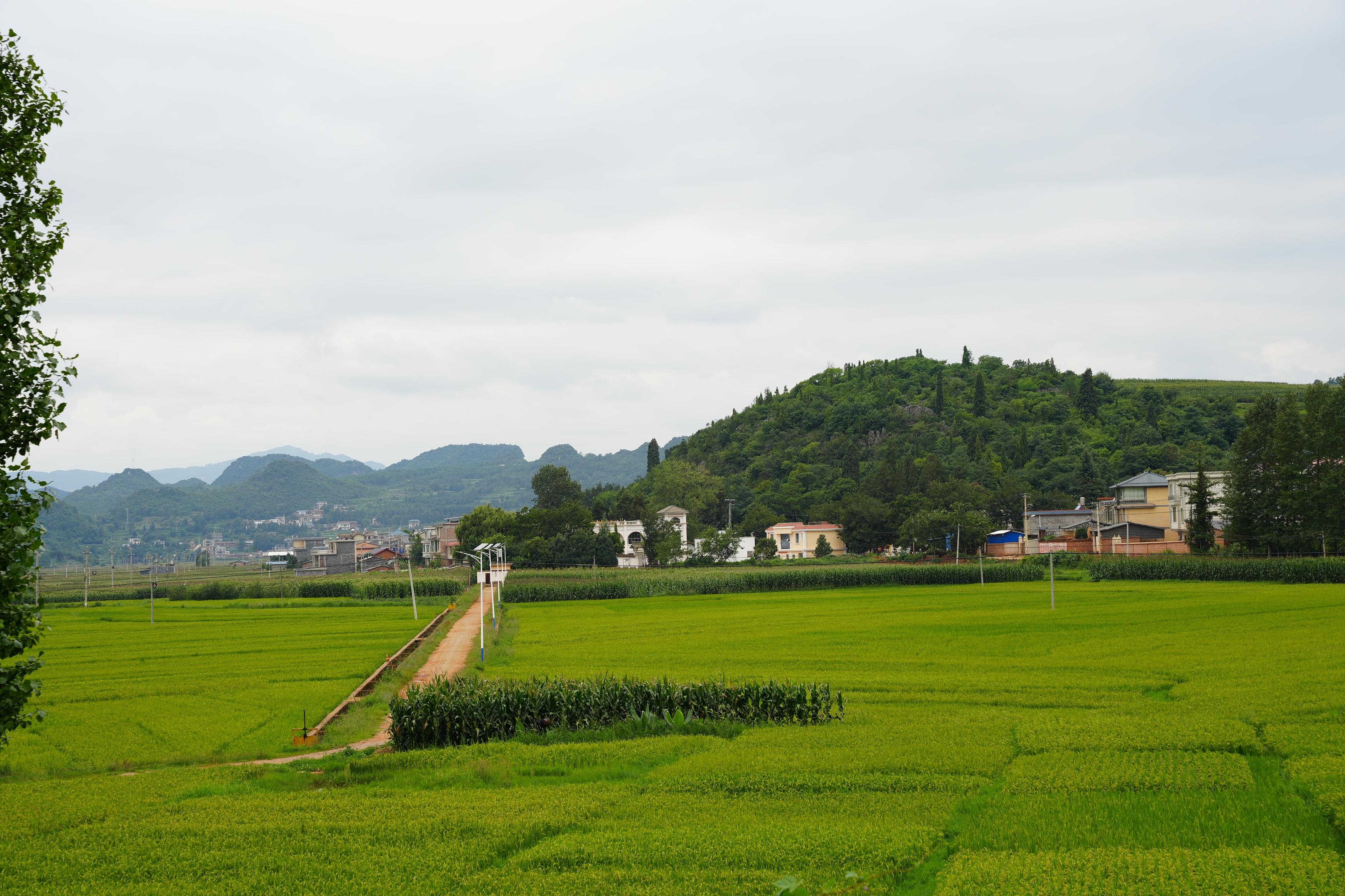 稻花香中说丰收(图1)